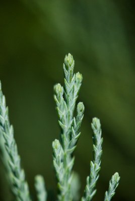 Sequoiadendron giganteum 'Glaucum' - sekvojovec obrovský - jehlice pupen